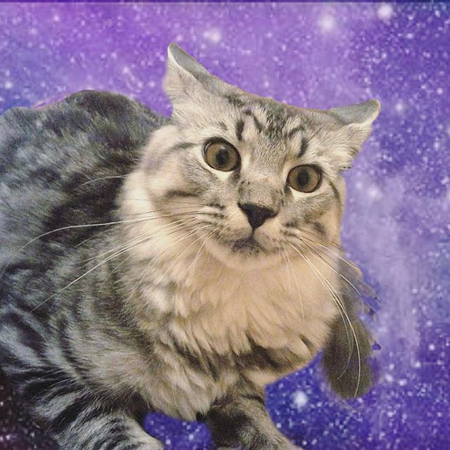 Picsart profile picture for @degradation